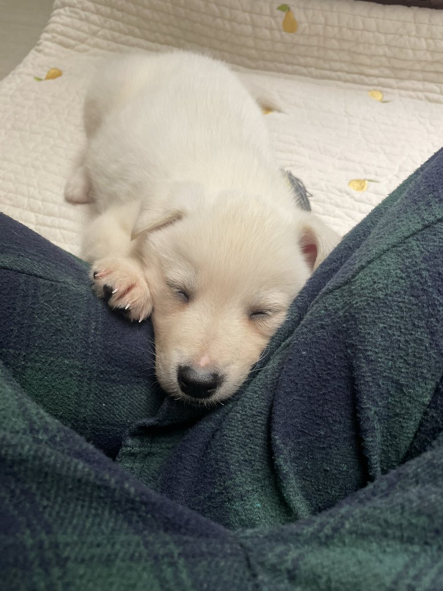 앤느 Aenne tweet media