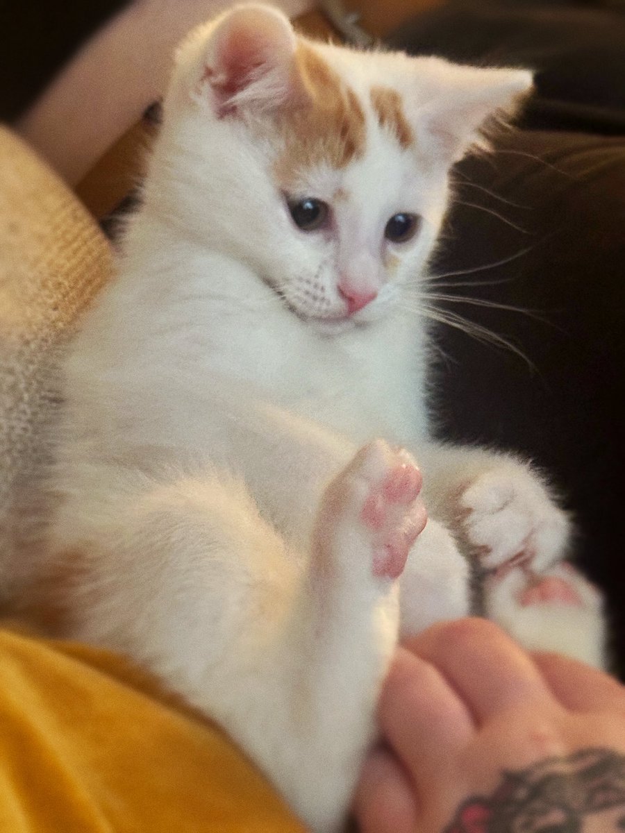 🎨 TORE & CHILI 🐈 tweet media