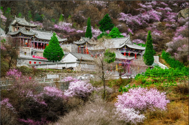 ExploreGansu's tweet photo. 🌸As #spring awakens in March, Kongtong Mountain in #Pingliang, #Gansu, bursts into a sea of peach blossoms, draping the slopes in a dreamy, snow-like pink😍. This spectacle lasts through early April. #GansuBeauty https://t.co/5vt6L9pxBO