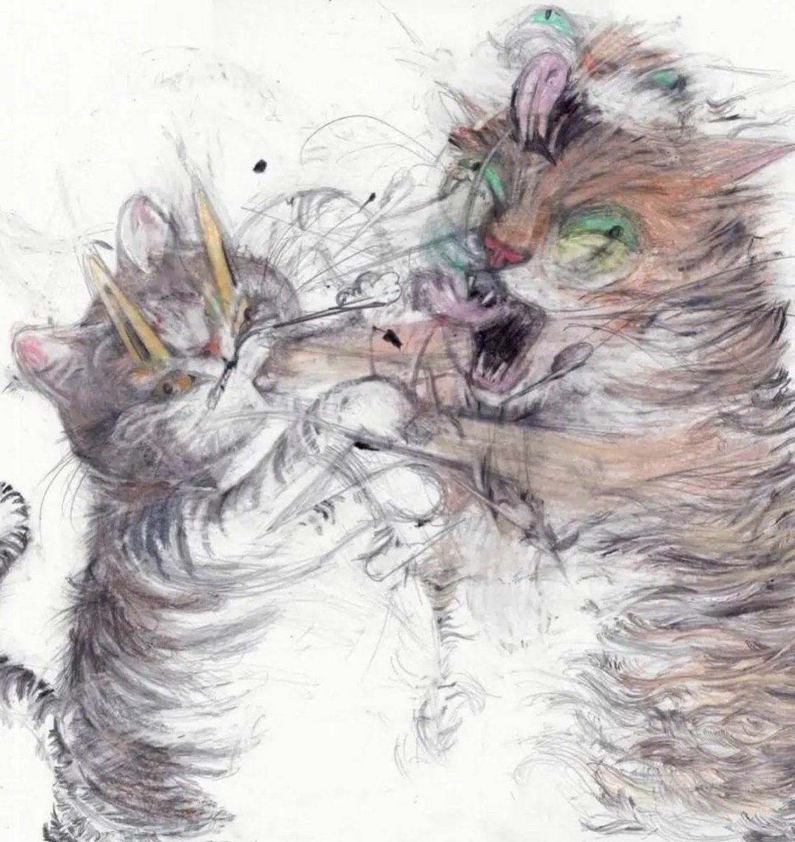 찌부리콩 tweet media