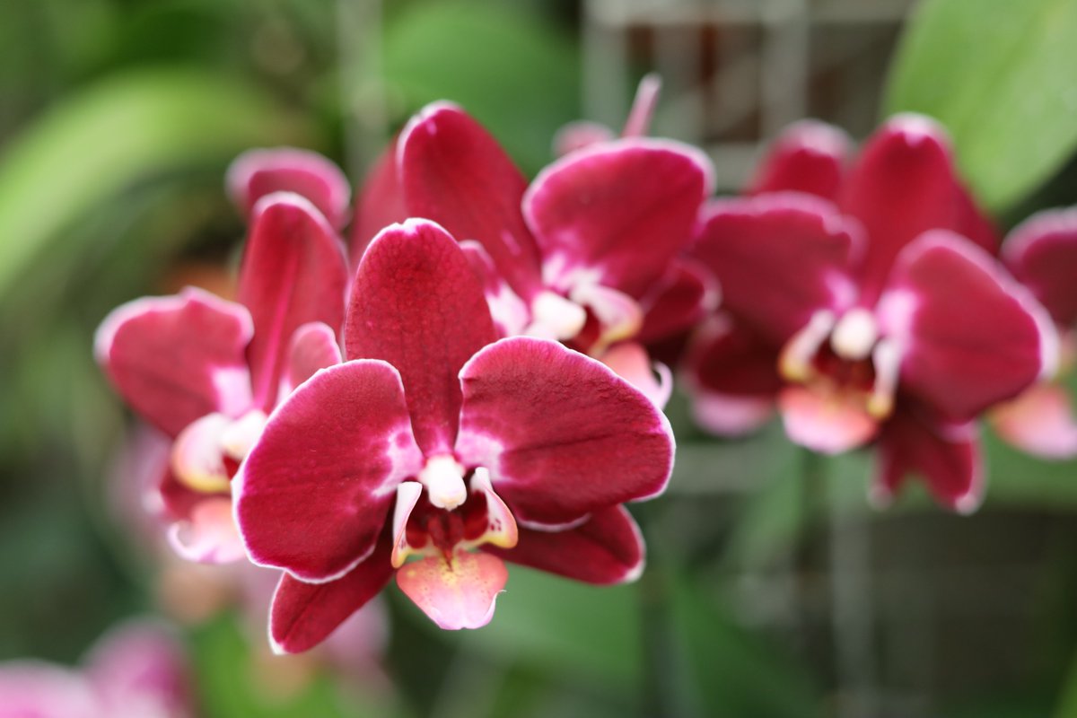 MENDELUcz's tweet photo. Botanická zahrada a arboretum MENDELU získala na Mezinárodní výstavě orchidejí ve Vídni celkem 12 medailí za expozici a rostliny. Orchideje si mohou návštěvníci prohlédnout ve sklenících Botanické zahrady a arboreta MENDELU v rámci výstavy Orchideje a motýli, která trvá do 29.3. https://t.co/exQvvA8D2T