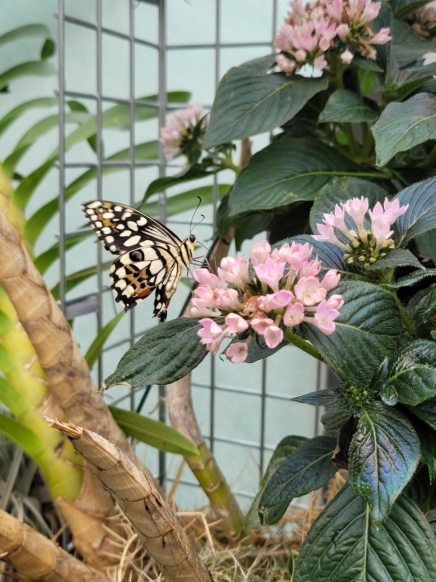 MENDELUcz's tweet photo. Botanická zahrada a arboretum MENDELU získala na Mezinárodní výstavě orchidejí ve Vídni celkem 12 medailí za expozici a rostliny. Orchideje si mohou návštěvníci prohlédnout ve sklenících Botanické zahrady a arboreta MENDELU v rámci výstavy Orchideje a motýli, která trvá do 29.3. https://t.co/exQvvA8D2T