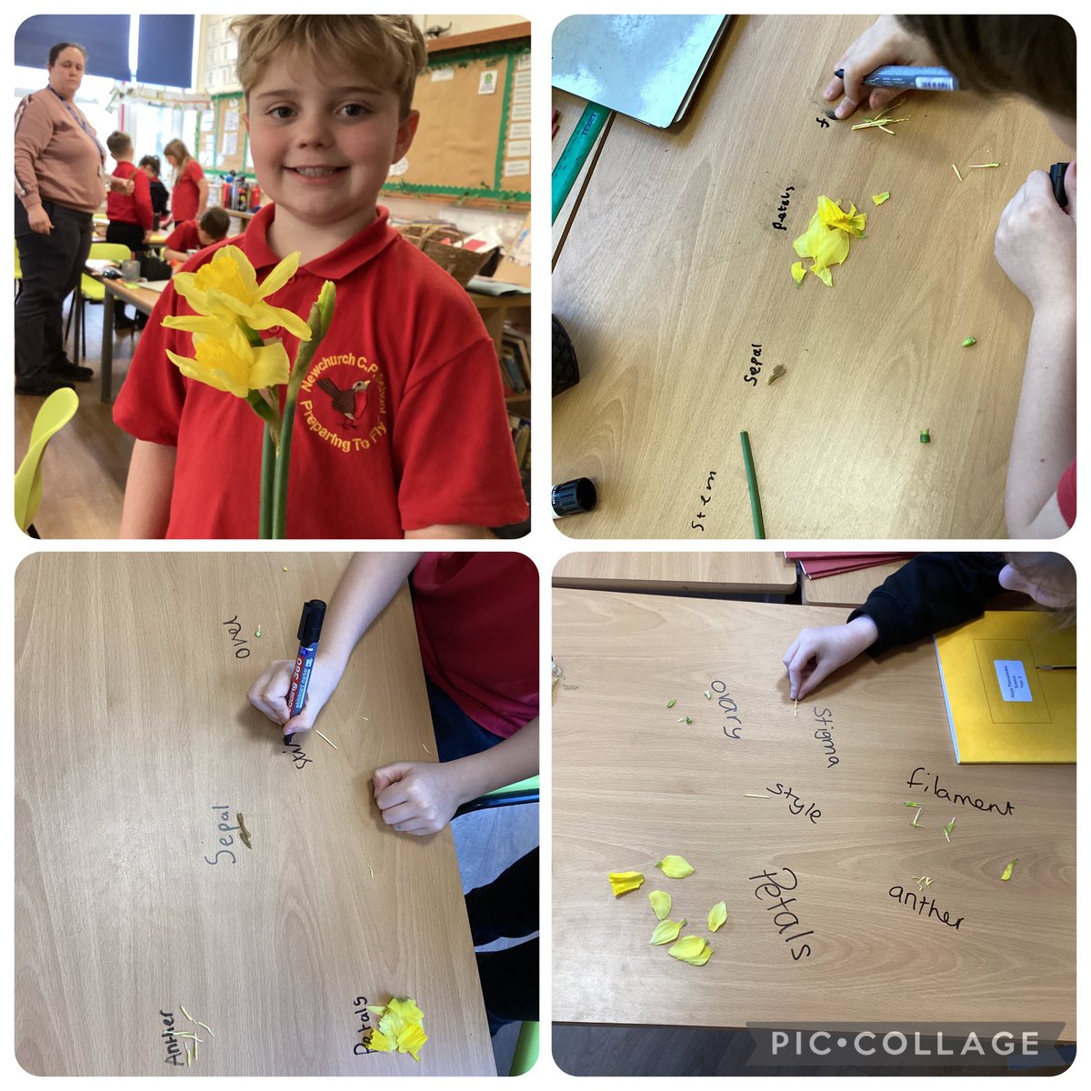 NewchurchCP's tweet photo. Last week for science week, the children in year 3 dissected a flower to investigate it's different parts, saw how water was transported through a stem and took on the role of primatologist Jane Goodall when observing chimpanzees. #Nationalscienceweek #Internationalwomensday https://t.co/1QzNRP1ugi