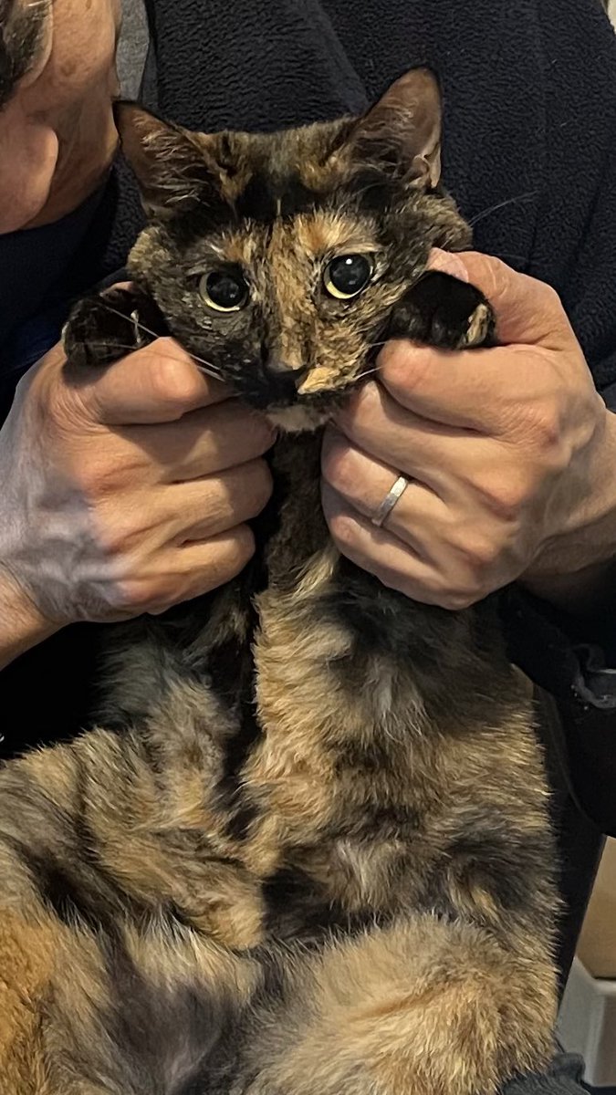 サビ猫リッカ tweet media