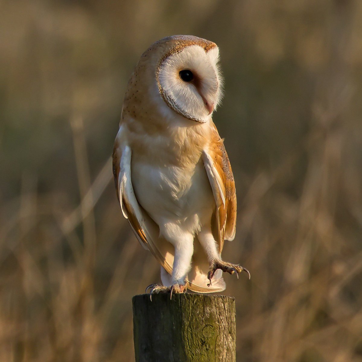 The Allerton Project tweet media