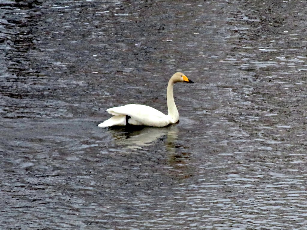 E *m i n a/えみな tweet media