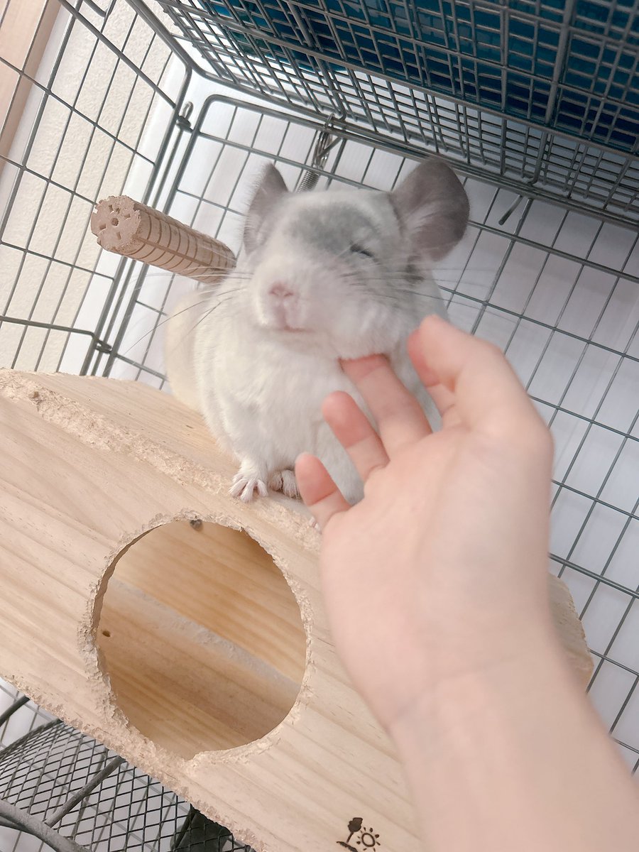 ぽよがいるよ tweet media