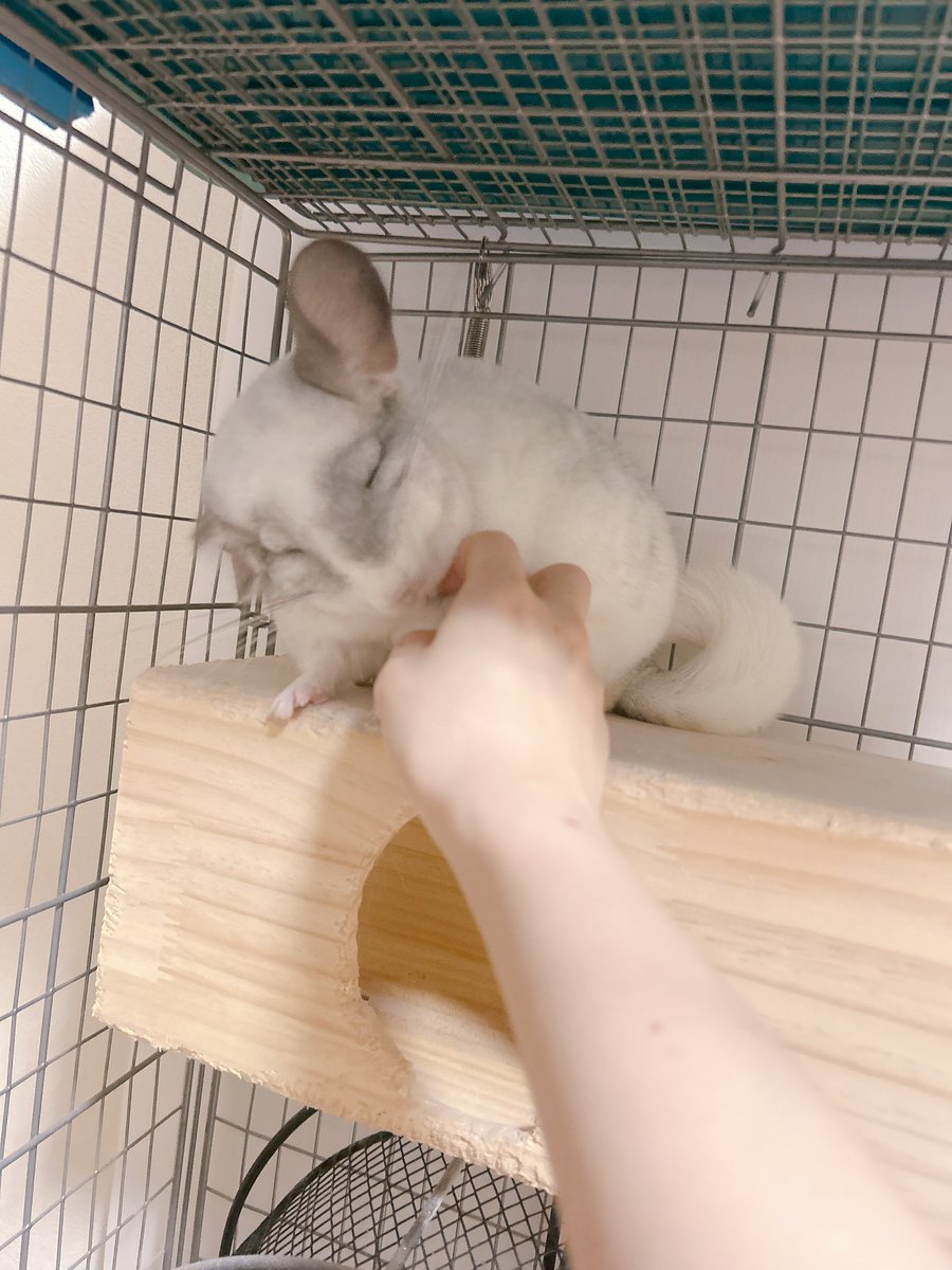 ぽよがいるよ tweet media