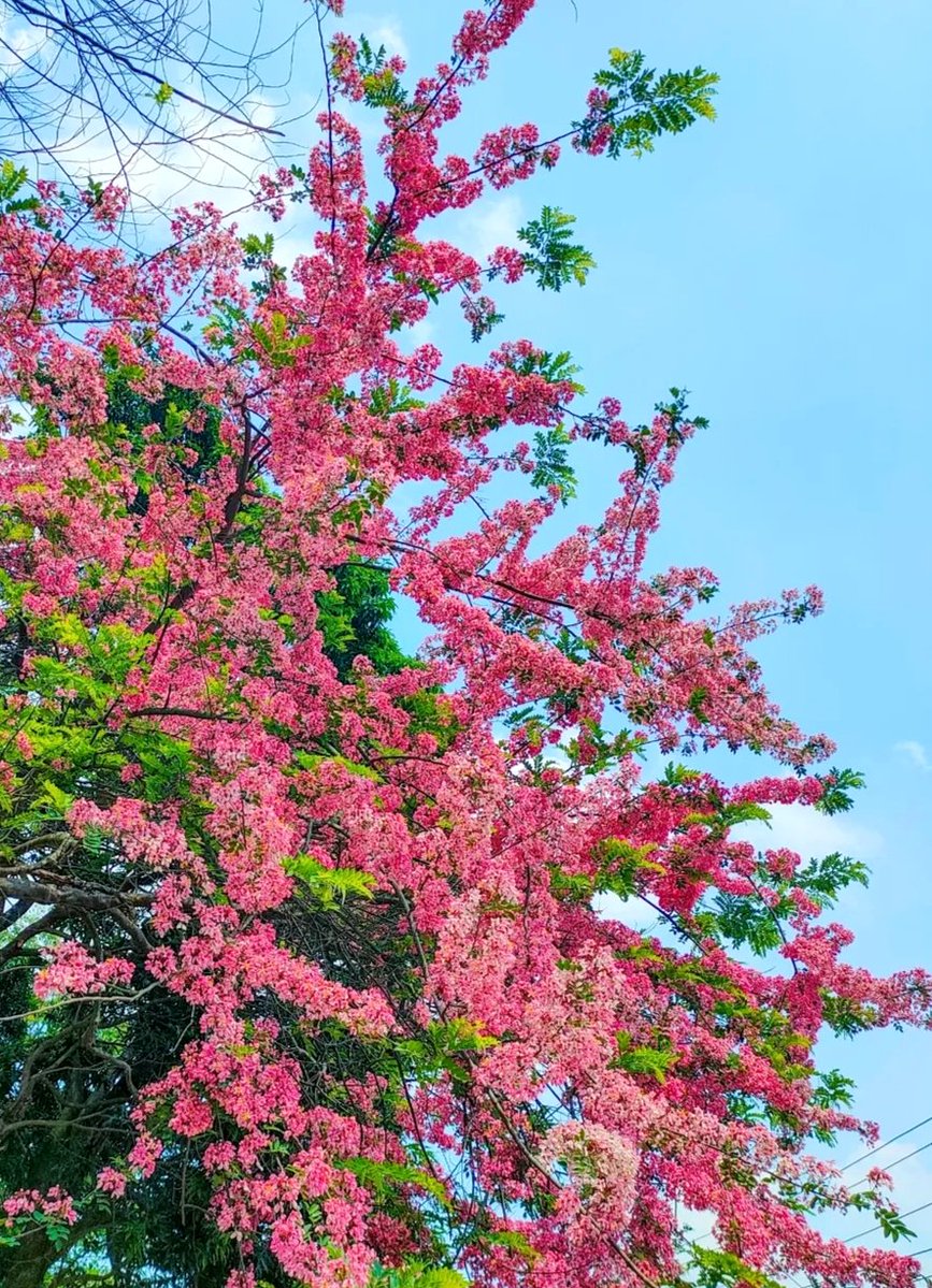 iamsayedul tweet media