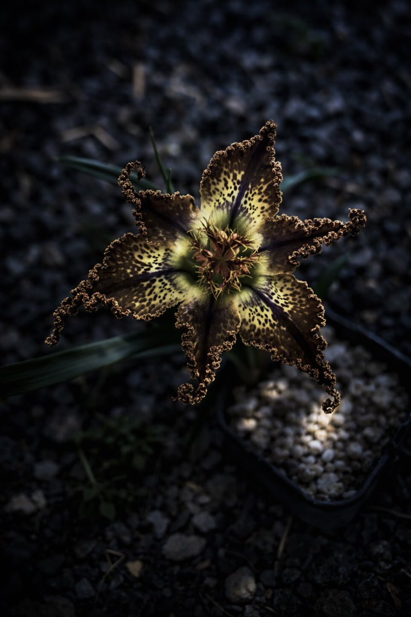 yasuhito fujinami tweet media