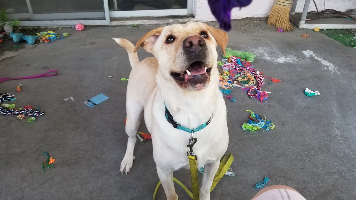 Lincoln💙🐶(Reagan🩷🐶 Kennedy 🩷🐶&🐱's) tweet media