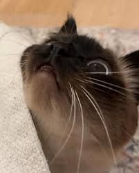 Urii 🔆 tweet media