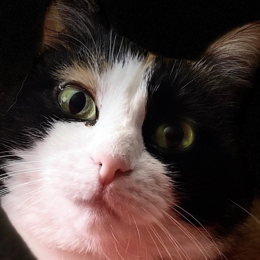 🎀titePrincessMiya🐾🌺🐈‍⬛🧡🚜 tweet media