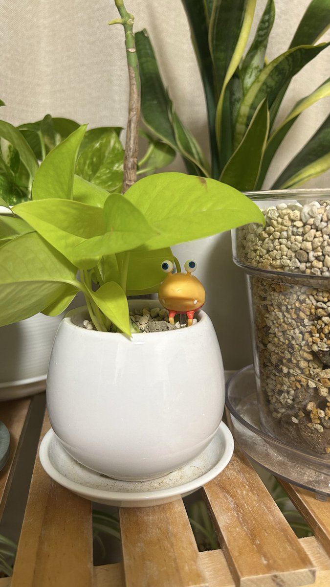 PikPik_MinMin's tweet photo. チョコエッグ、ダブったやつ植えてみた https://t.co/qlS2fJMgsn