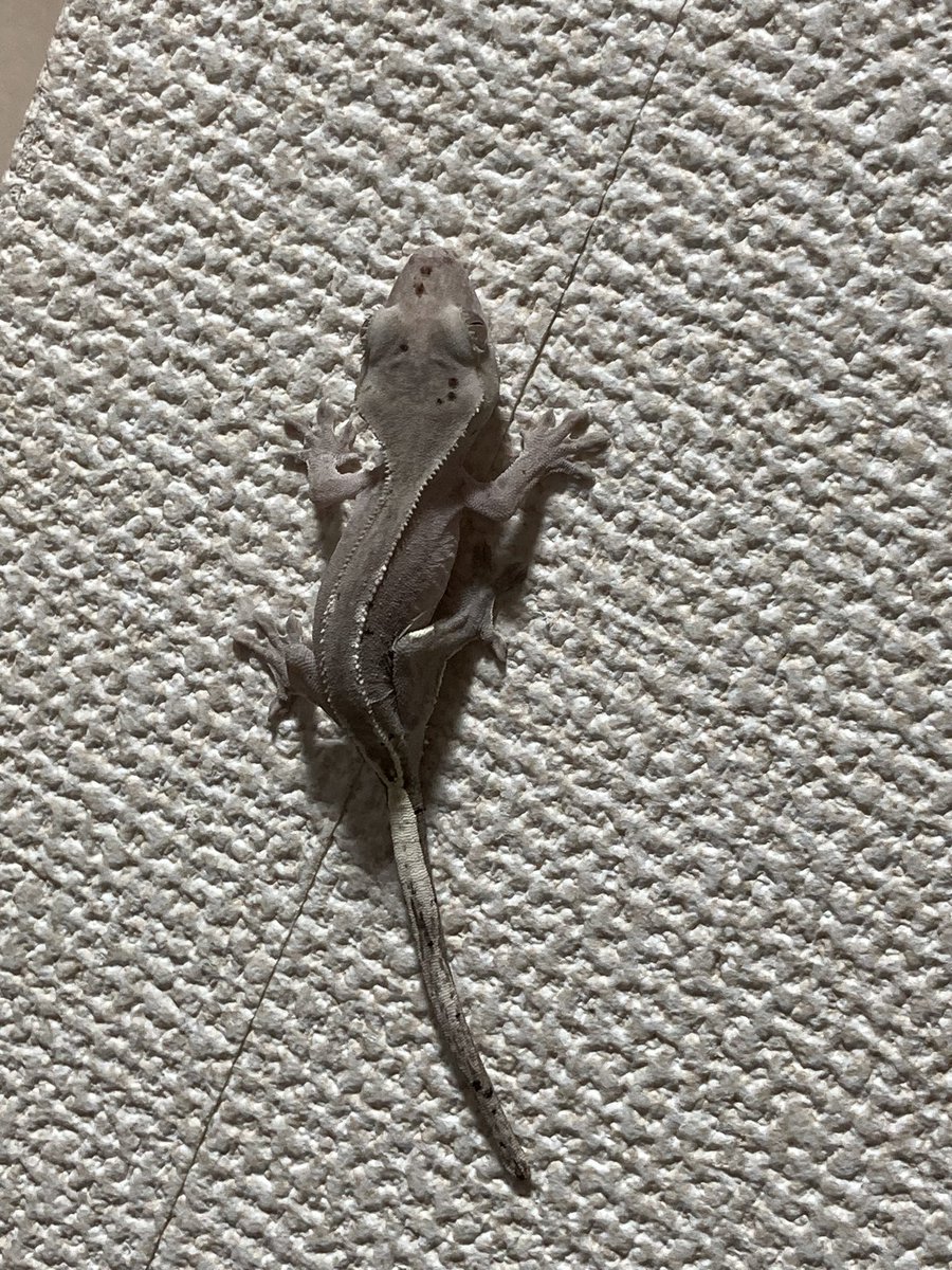 Bug Bug bugs■3/28、29 ナゴレプ tweet media