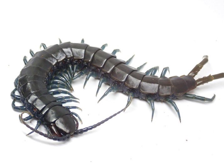 Bug Bug bugs■3/28、29 ナゴレプ tweet media