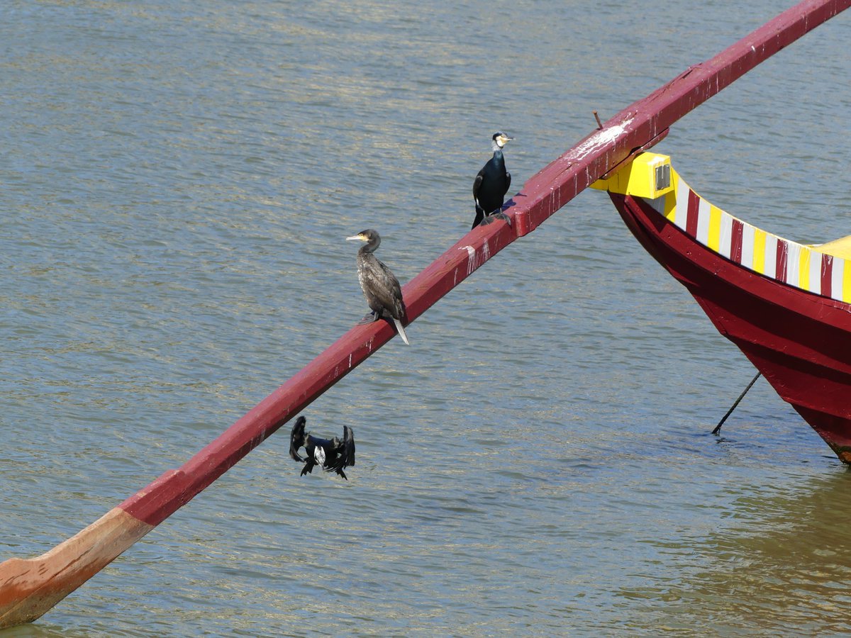uzora5's tweet image. Leute ich hau ab, noch was zu erledigen #Kormoran #Douro #Porto