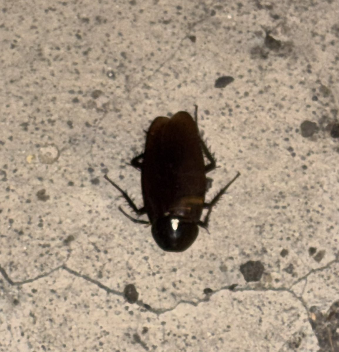 るか/Ruka tweet media