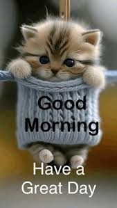 DJ Kofi the cat tweet media