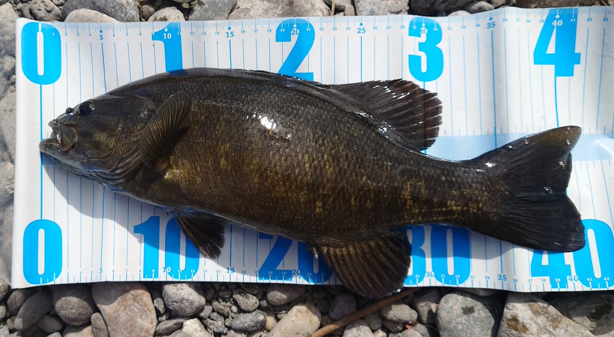 Noir(ノワール) tweet media