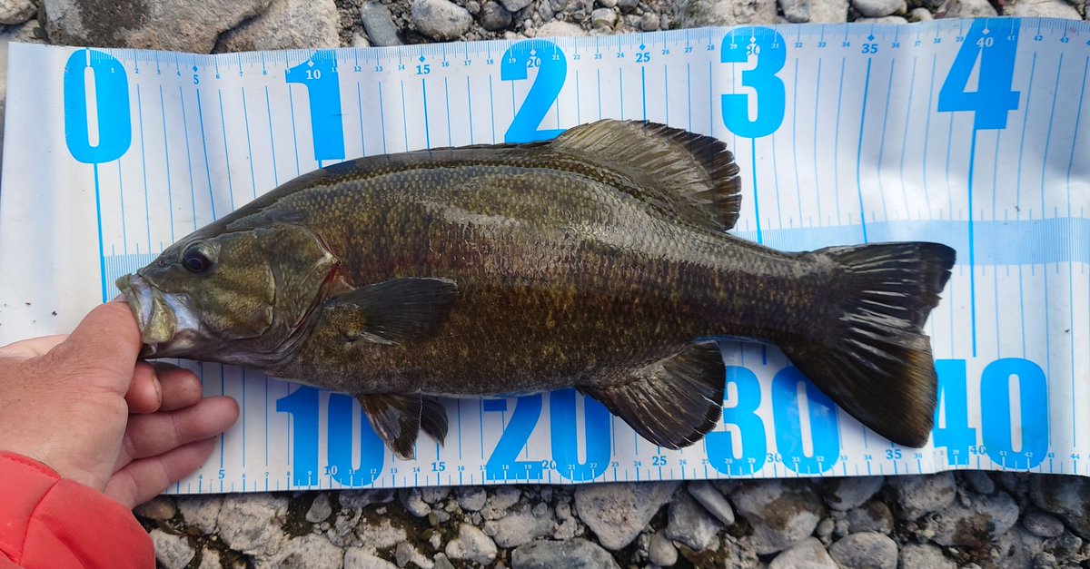 Noir(ノワール) tweet media