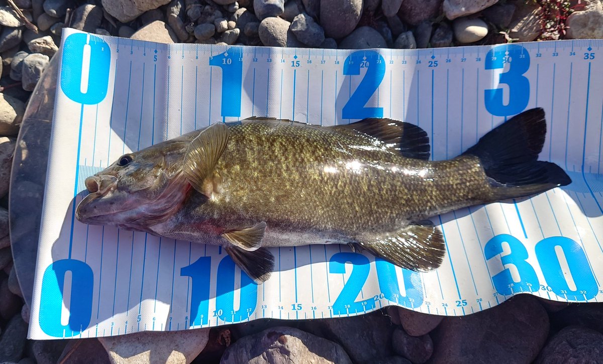 Noir(ノワール) tweet media