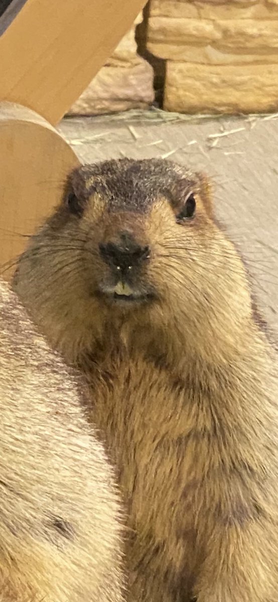 マーモット村 大阪 tweet media