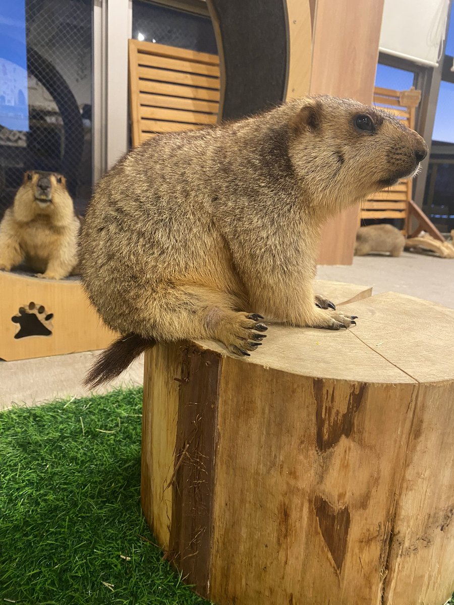 マーモット村 大阪 tweet media