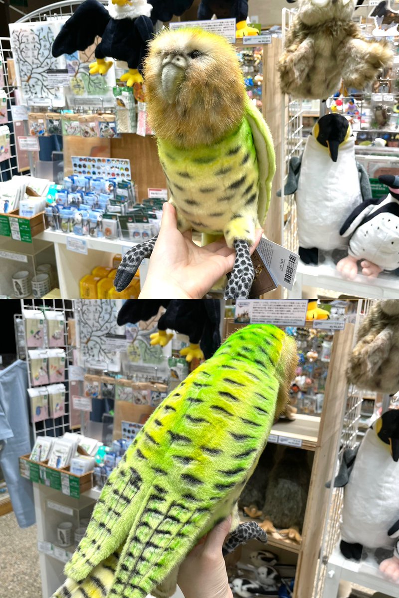 大阪自然史博物館ミュージアムショップ tweet media