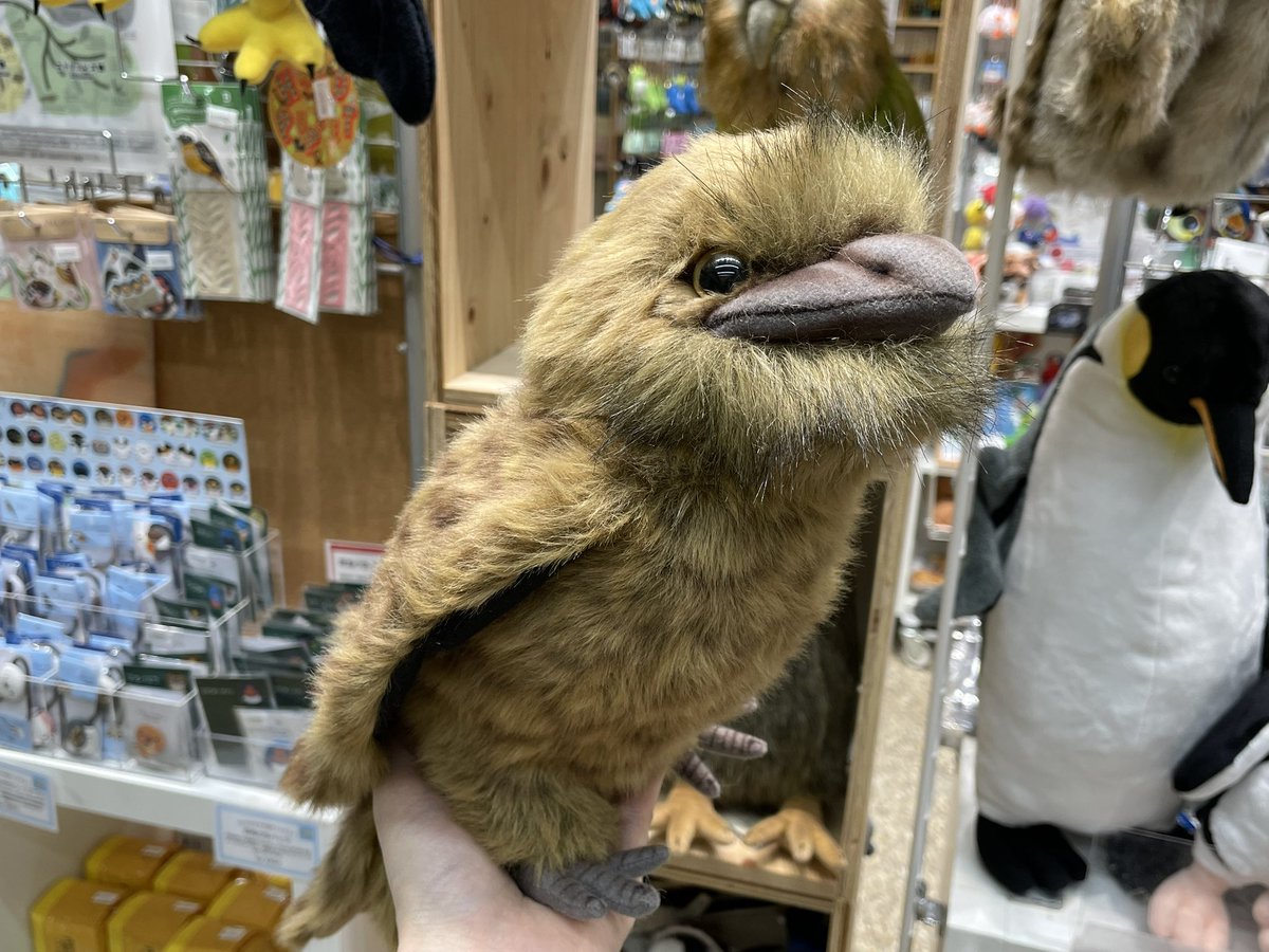 大阪自然史博物館ミュージアムショップ tweet media