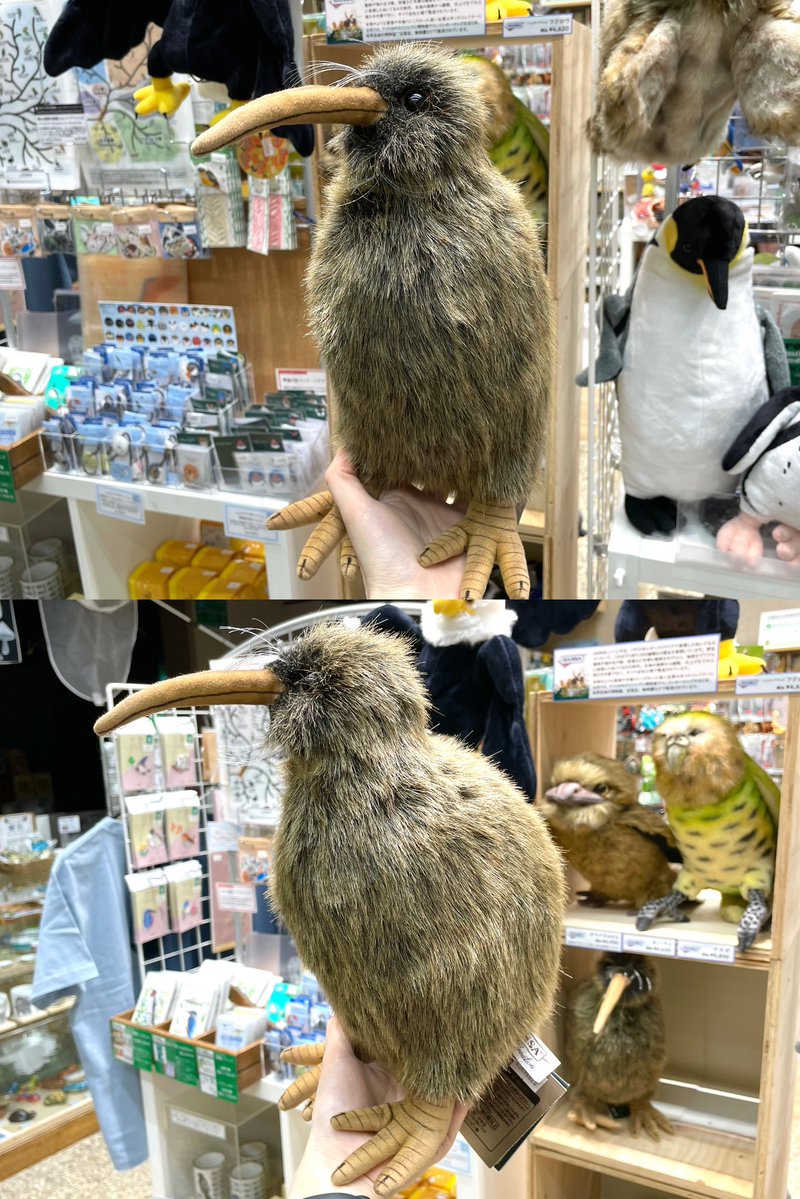 大阪自然史博物館ミュージアムショップ tweet media