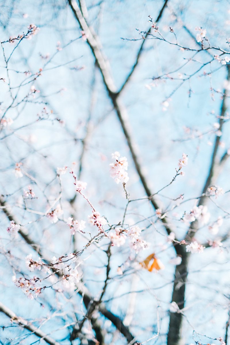 saisekai tweet media