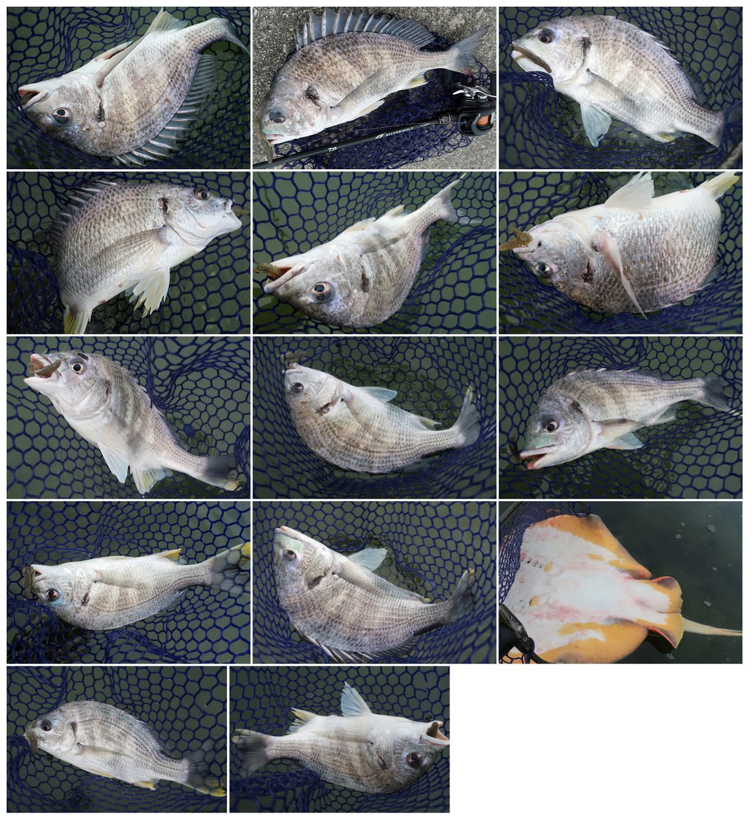 もりぞー tweet media