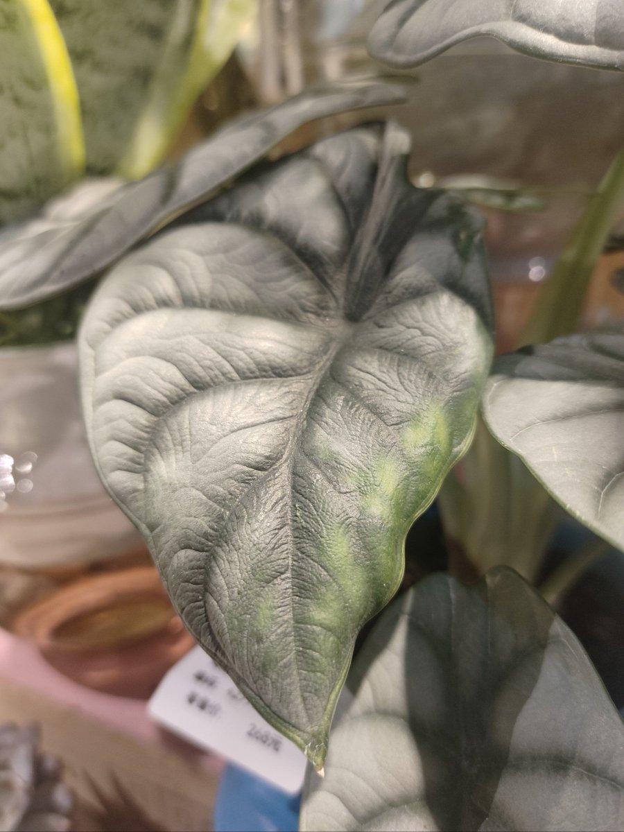 Martina Messingschl. tweet media