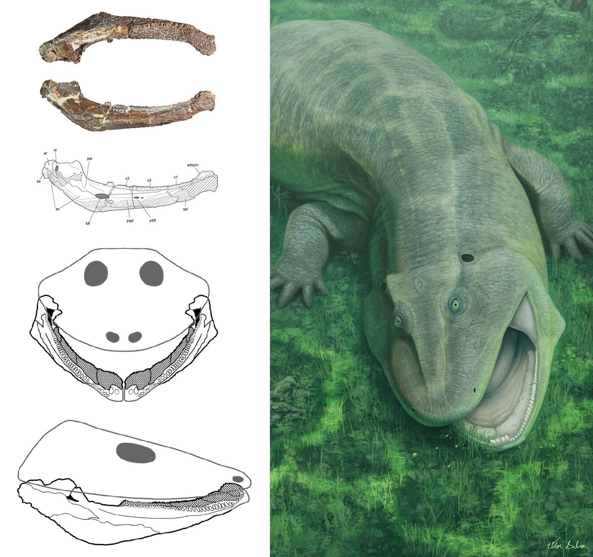 C. M. Kosemen tweet media