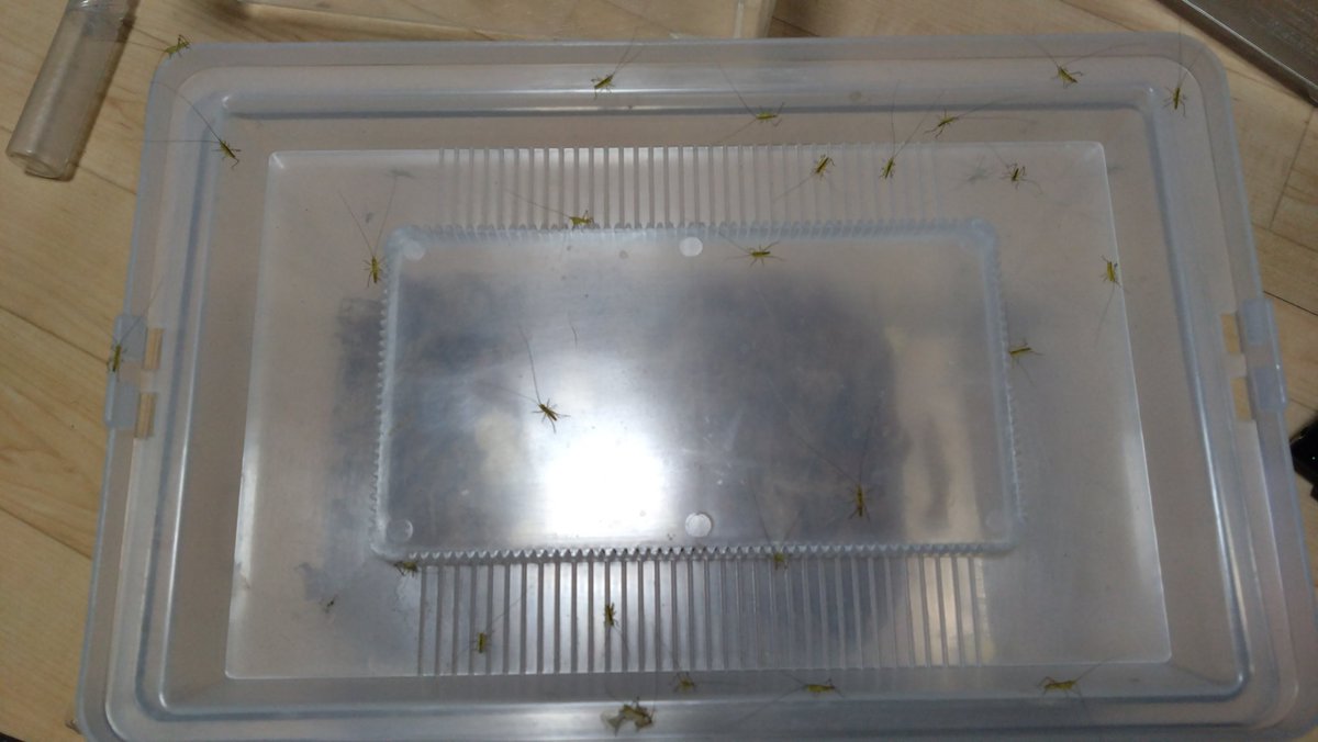 ヒデ@バッタラボ tweet media