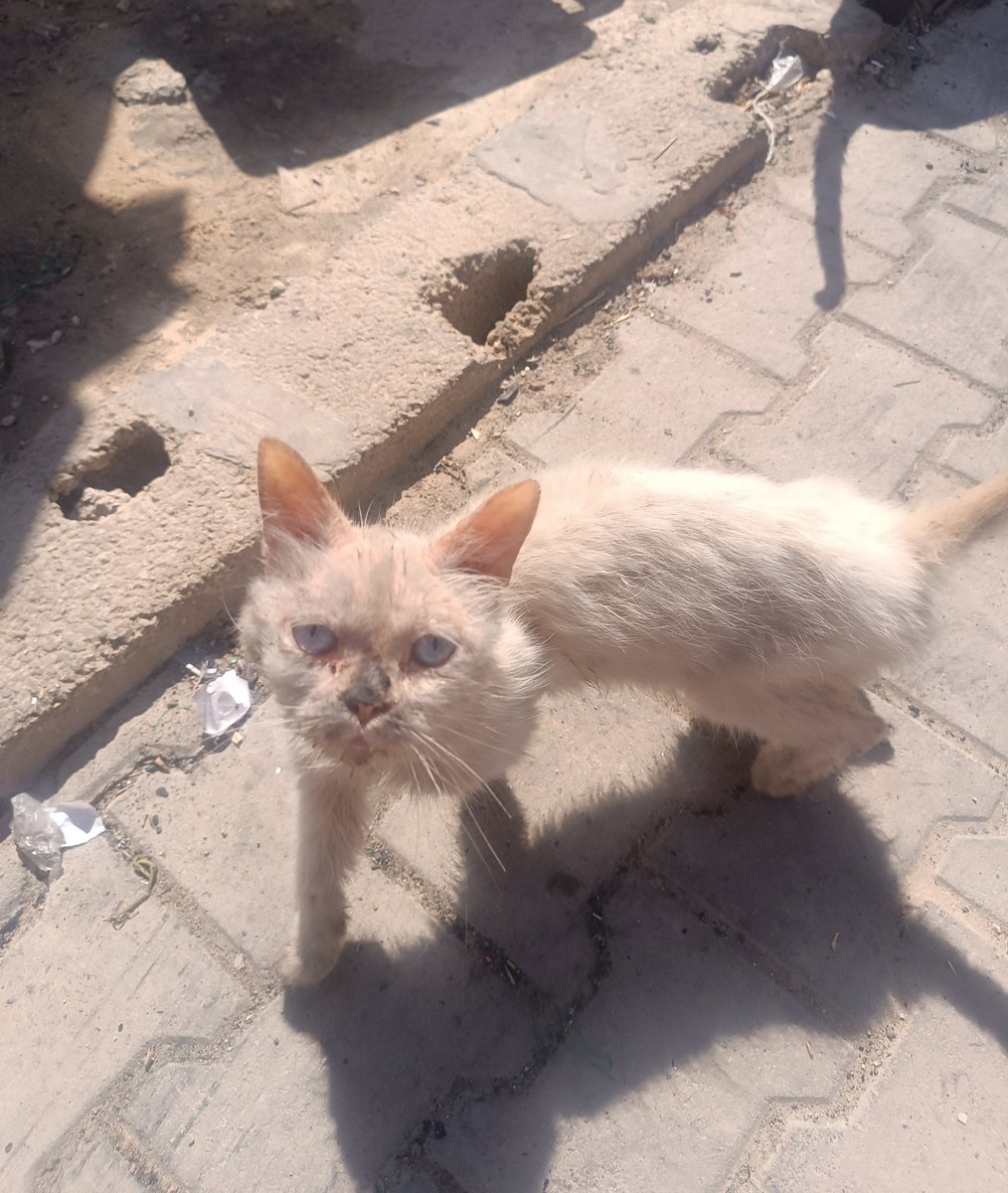 Yousef in Gaza 🇵🇸 tweet media