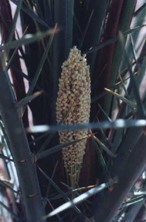 Gnostic Informant | Neal Sendlak tweet media