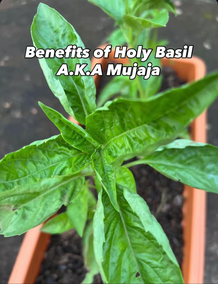 RuwiEssentials's tweet photo. #DidYouKnow that Holy Basil A.K.A Mujaja is medicine? 

Here are some benefits for you to learn about ☺️

#ruwiessentials #mujaja #medicinalplants #herbsandspices https://t.co/ierKlRy6zG