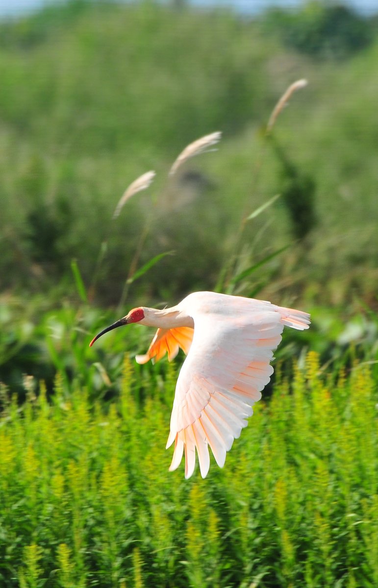 地球の歩き方 tweet media