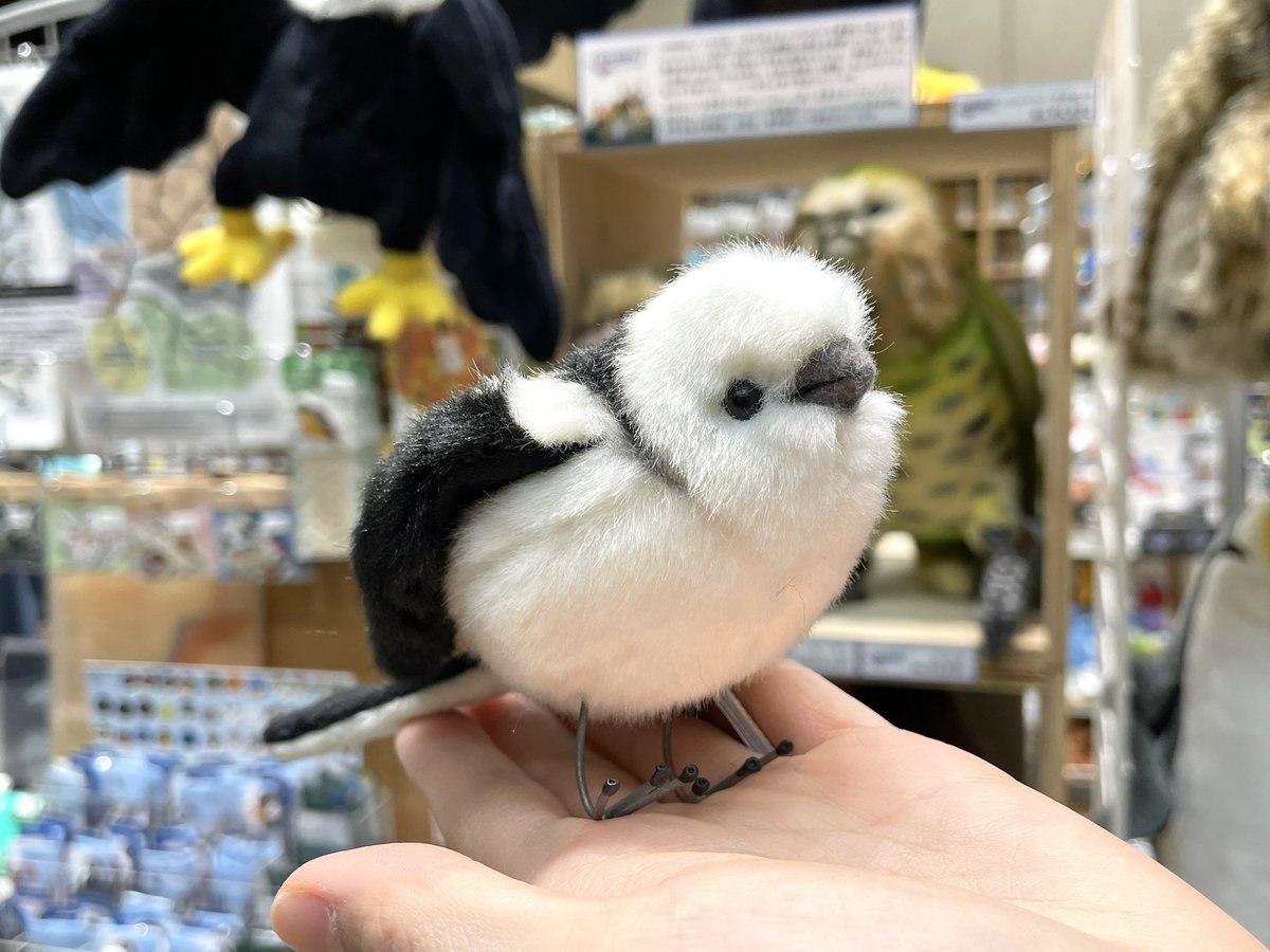 大阪自然史博物館ミュージアムショップ tweet media