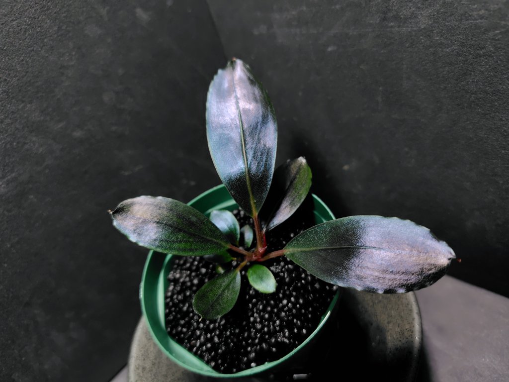 つよめです✨
#今日のBucephalandra
#HKR
#ブセ実生