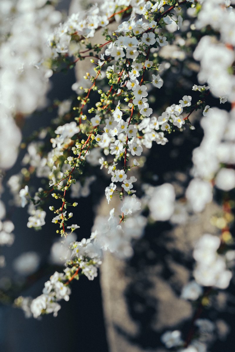 Kimura Hinami tweet media