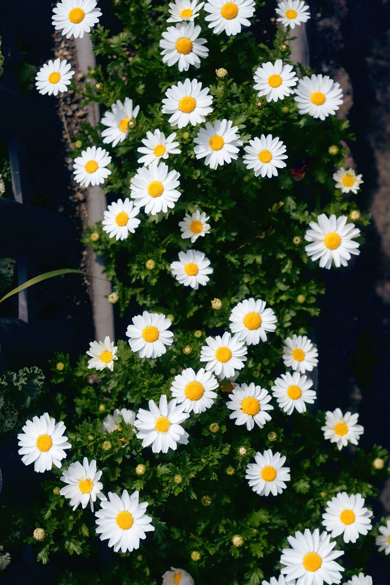 Kimura Hinami tweet media