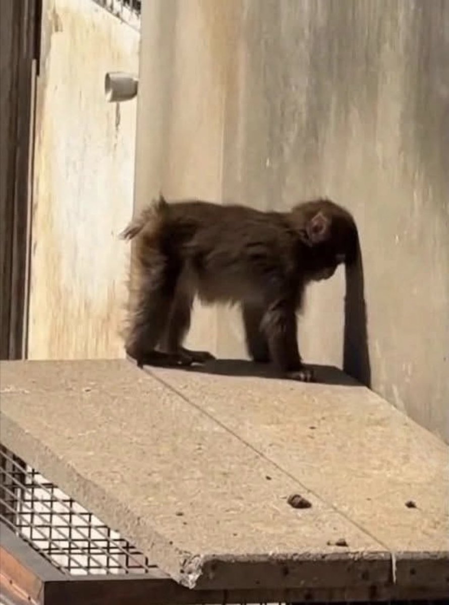 ねこねこ速報 tweet media