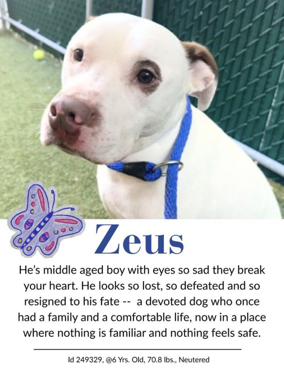 Moishe's Mom tweet media