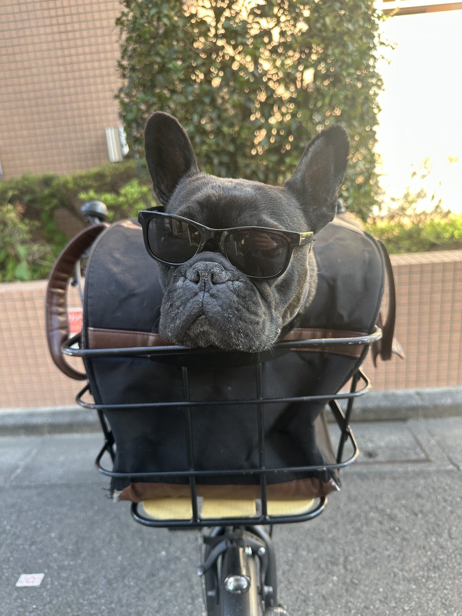 フレブルのとうふちゃん tweet media