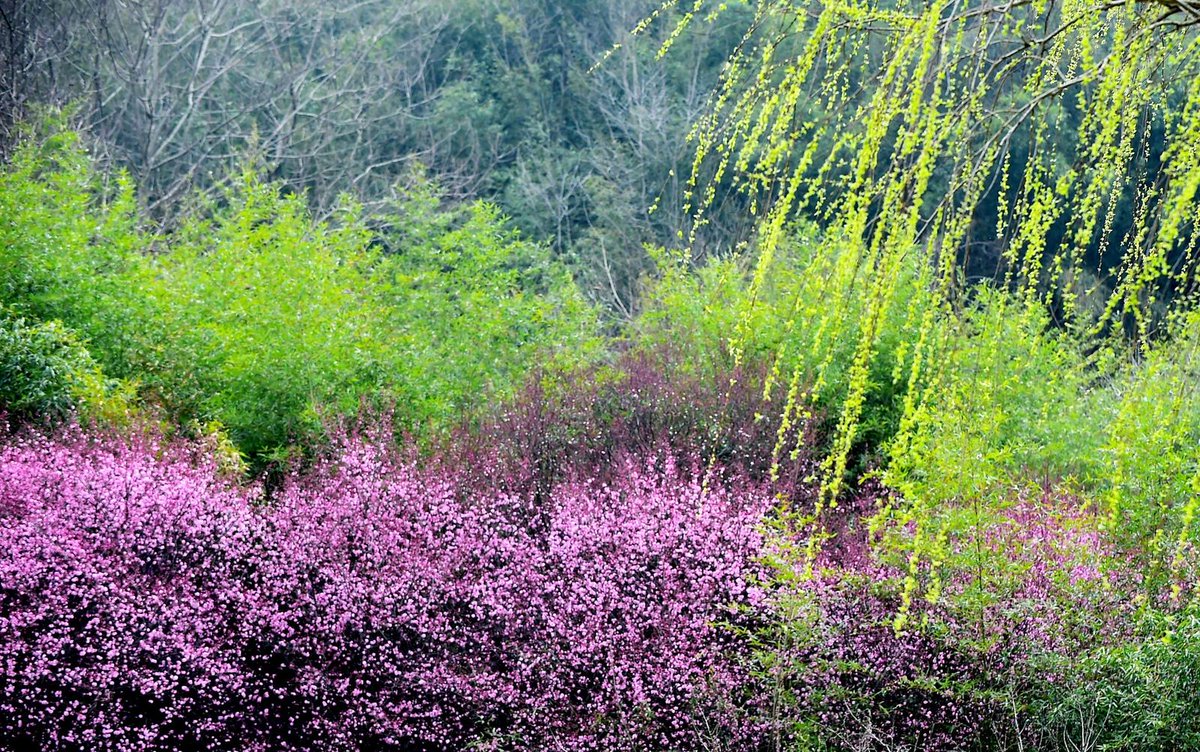 XICC2024's tweet photo. Recently, in the vast cherry blossom orchard in #Nanzhang County, #Xiangyang City, Hubei Province, thousands of cherry blossoms are in full bloom, attracting numerous tourists who come to capture their joyful spring moments with cameras and laughter.#Chinatravel #chinaspring https://t.co/jR1w36MZKX