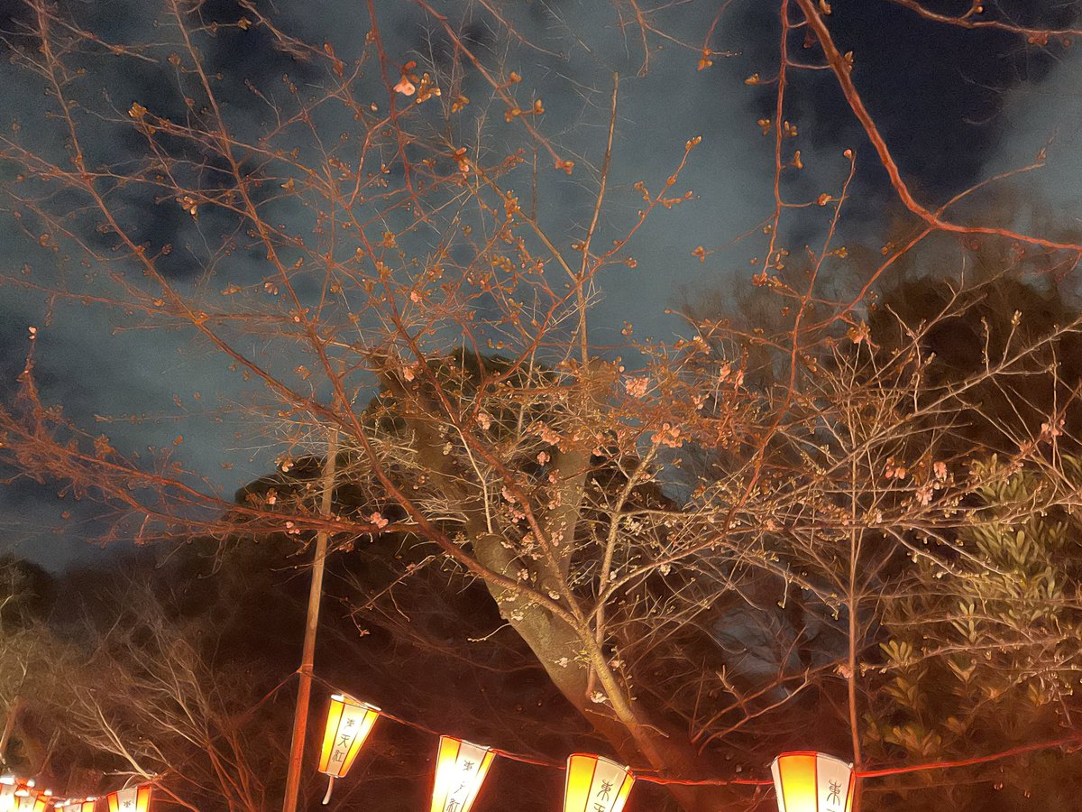 caffering888's tweet photo. 今週末お花見予定してる方へ。

上野公園の桜はこんなもんです。 https://t.co/BlPffMzuYQ
