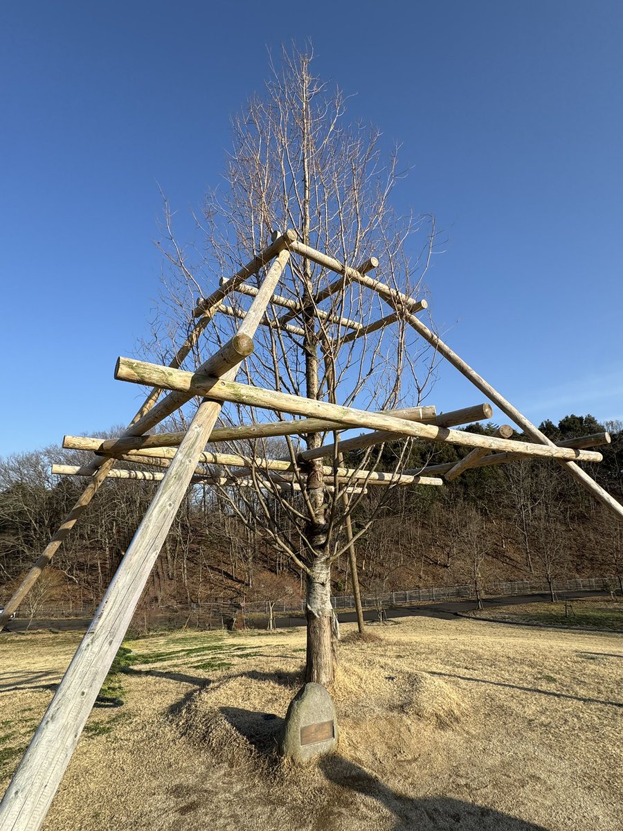 石川由依Official tweet media